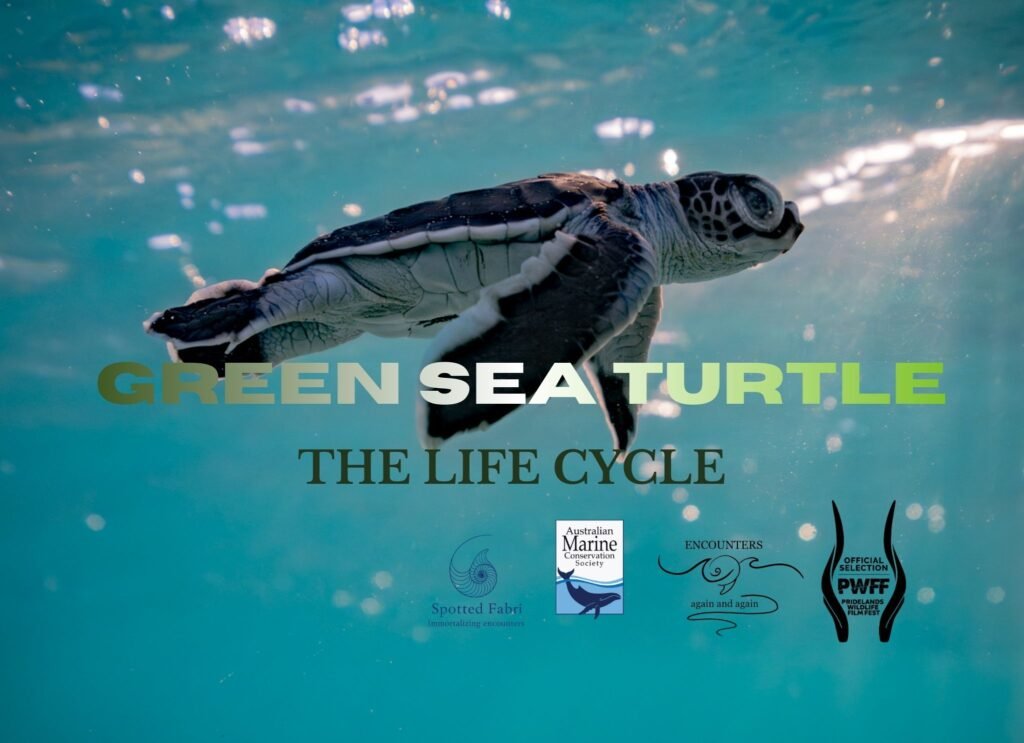 green sea turtle
