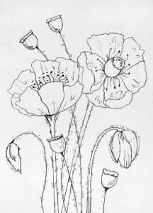 poppies, flowers, the buds, drawing, watercolor, painting, coloring page, monochrome, black and white, line art, mack, bw, graphic arts, liner, circuit, line graphics, silhouette, coloring page, coloring page, coloring page, line art, line art, line art, line art, line art