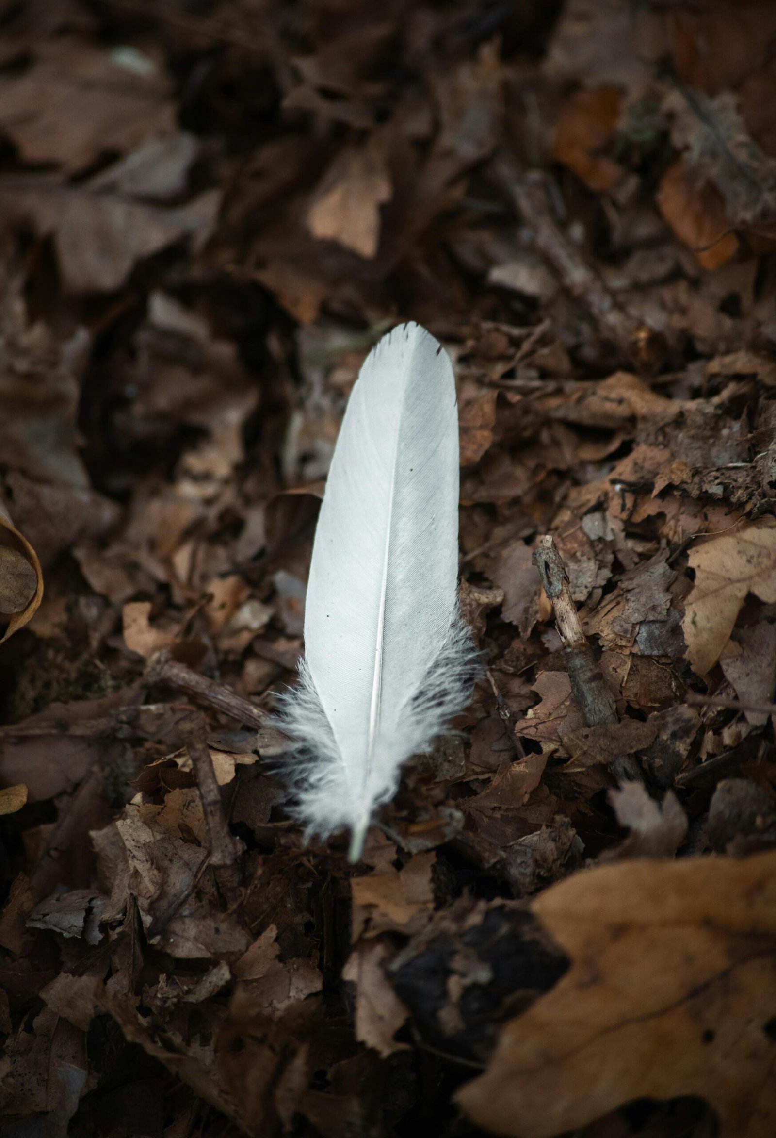 A solitary white feather rests on a bed of autumn leaves, evoking a sense of tranquility.